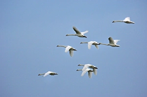 Bird Migration Patterns UK Prints: Mute swans