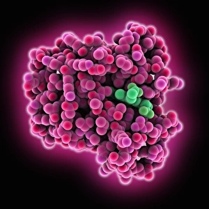 Images Dated 11th April 2013: Myoglobin Molecule Print