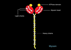 Prints of Myosin structure. Computer artwork showing the structure of myosin II, a molecular motor responsible for muscle contraction. Myosin is composed of two heavy chains and four light chains Images Dated 2011 June: Myosin II Structure Print