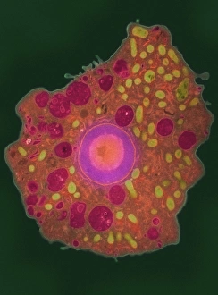 Naegleria fowleri protozoa, TEM Naegleria fowleri protozoa, TEM