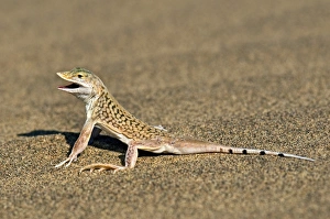 Namibia Wildlife Photos Prints: Namib sand-diving lizard
