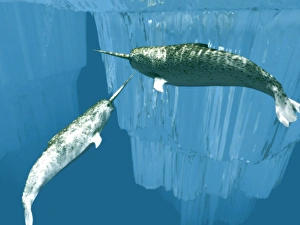 Prints of Narwhals (Monodon monoceros), computer artwork. These rare sea mammals are one of three whale species that spend their entire lives in the Arctic Images Dated 2004 November: Narwhal Print (Monodon monoceros) - Computer Artwork