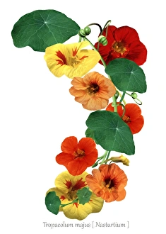 Nasturtium (Tropaeolum majus) C018/0254 Nasturtium (Tropaeolum majus) C018/0254