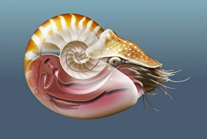 Nautilus Shell Prints: Nautilus, artwork
