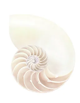 Nautilus Shell Prints: Nautilus shell