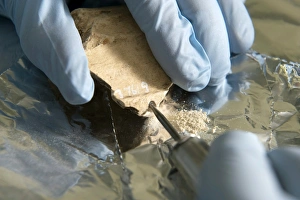 Images Dated 9th February 2009: Neanderthal DNA Extraction Print