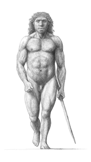 Prints of Neanderthal man (Homo neanderthalensis), artwork. Neanderthals were relatives of humans that inhabited Europe and western Asia between around 230, 000 and 29, 000 years ago Images Dated 2006 April: Neanderthal Man Print