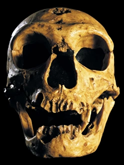 Neanderthal Skull Prints: Neanderthal skull