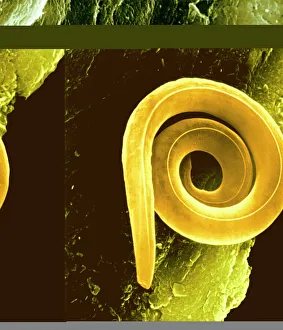 Coloured Scanning Electron Micrograph Prints: Nematode worm, SEM