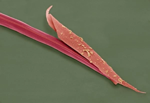 Scanning Electron Micrograph SEM Images Prints: Nematode worms, SEM