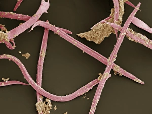 Prints of Nematode worms. Scanning electron micrograph of Heterorhabditis megidis nematode worms (pink). This species is an entomopathogenic nematode, meaning that it is a parasite that only infects insects Images Dated 2008 February: Print of Scanning Electron Micrograph (SEM) Nematode Worms