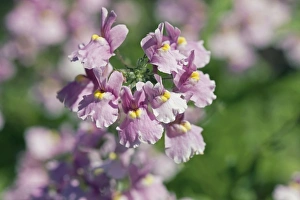 Colorful Summer Blooms Prints: Nemesia sp