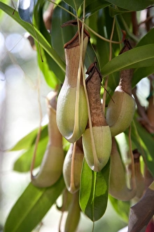 Nepenthes: tropical pitcher plant Nepenthes: tropical pitcher plant