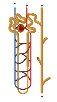 Prints of Nephron structure. Artwork showing the structure of a nephron, the functional filtering unit of a kidney. The function of the kidney is to filter waste products such as urea from the blood Images Dated 2011 June: Nephron Structure Print