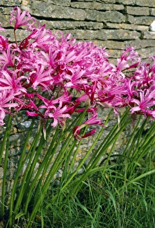 Garden Flowers UK Prints: Nerine bowendii