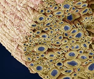 Myelinated Nerve Fibres Prints: Nerve bundle, SEM