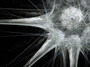 Prints of Nerve cell. Abstract computer artwork of a nerve cell, or neuron. Neurons are responsible for passing information around the central nervous system (CNS) and from the CNS to the rest of the body Images Dated 2007 June: Nerve Cell Print