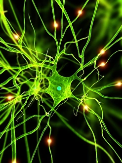 Images Dated 2012 April: Nerve Cell Print