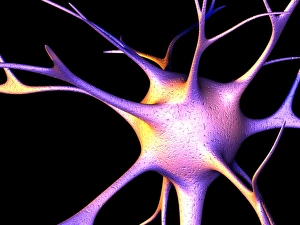 Neuroscience Computer Graphics Prints: Nerve cell, computer artwork