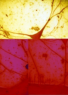 Central Nervous System Cells Prints: Nerve cell, SEM C013 / 9772