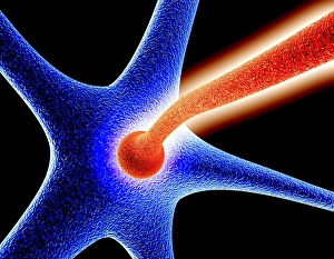 Neural Network Diagram Prints: Nerve cell synapse, computer artwork