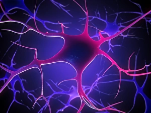 Nerve Cells Print