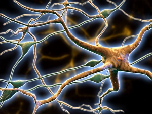 Nerve Cells Print