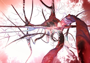 Nerve Cells Print