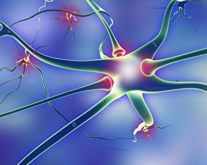 Nerve Cells Prints: Nerve cells and synapses