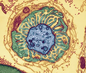 Transmission Electron Micrograph Prints: Nerve fibre node, TEM