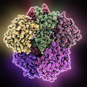 Images Dated 5th March 2013: Nerve Growth Factor Protein Complex Print