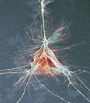 Myelin Sheath Formation Prints: Nerve support cell, SEM