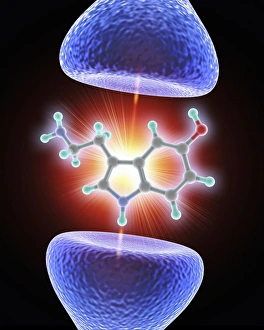 Images Dated 14th March 2013: Nerve Synapse and Serotonin Molecule Print