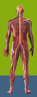 Human Nervous System Diagram Prints: Nervous system, artwork