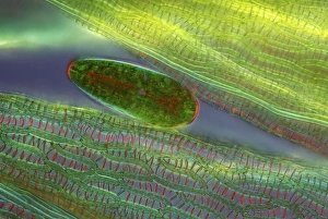 Polarised Light Micrograph Prints: Netrium desmid, light micrograph C016 / 9591