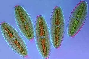 Polarised Light Microscopy Prints: Netrium desmids, light micrograph
