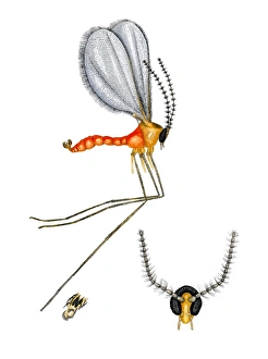 Insect Anatomy Prints: Nettle gall midge