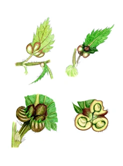 Stinging Nettle Plant Prints: Nettle leaf galls