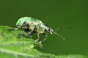 Dorset Wildlife Images Prints: Nettle weevil on a nettle leaf