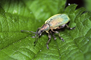 Dorset Wildlife Images Prints: Nettle weevil on stinging nettle leaf
