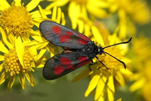 Poland Nature Photography Prints: New Forest burnet moth