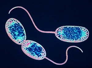 Images Dated 11th December 2003: Nitrobacter sp bacteria Print, TEM image