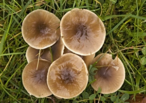 Images Dated 29th June 2006: Nitrous Waxcap Mushroom Print