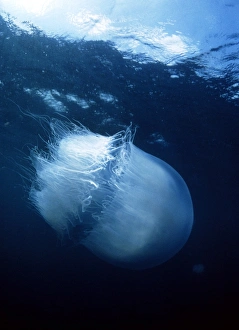 Images Dated 2002 February: Nomadic Jellyfish near the Water's Surface Print