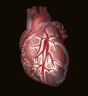 Heart Attack Symptoms Prints: Normal human heart, artwork