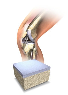 Femur Tibia Fibula Bones Prints: Normal human knee, artwork