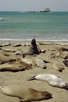 Northern elephant seals Northern elephant seals