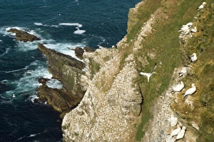 Northern gannet colony on cliffs Northern gannet colony on cliffs