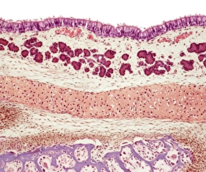 Nasal Mucosa Print, Light Micrograph