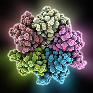 Images Dated 1st March 2013: Nucleoplasmin Molecule Print: Molecular Model of Histone Binding Protein